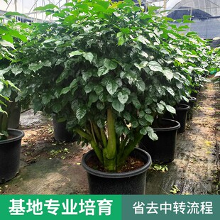 平宝幸福树盆栽大树桩安绿树植物室内客厅吸甲醛S桌面绿植花卉盆