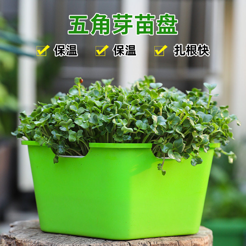 水培葱苗葱备蒜种种器苗神蒜无土栽培蔬菜设种P育苗盘芽苗菜种植