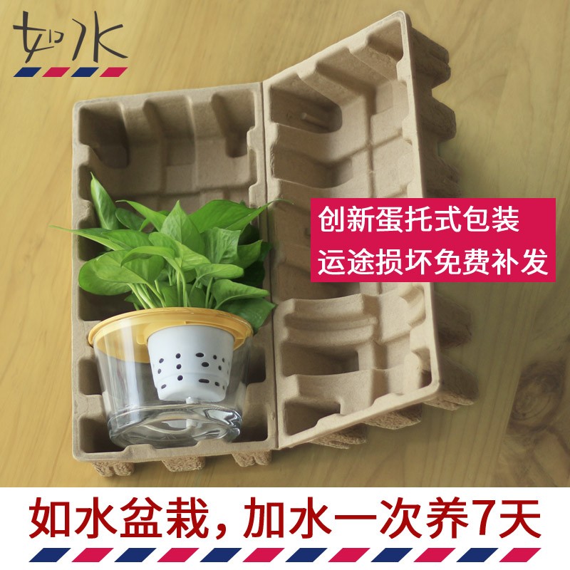红水盆栽容易养 k红红火火吉利如 客厅办公室内桌面植培小水物水
