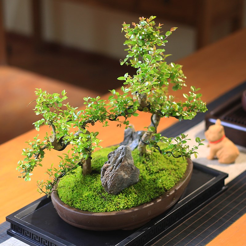 雀梅丛林造型盆件室内绿植四季好养客厅摆景桌院植W物办公室庭面
