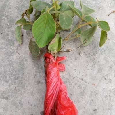 毛排钱草苗 金钱豹 钱串草 双排钱 排钱树苗