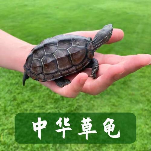 草龟苗小乌龟活物外塘长寿龟金线宠物观赏龟水金线龟墨龟草龟苗