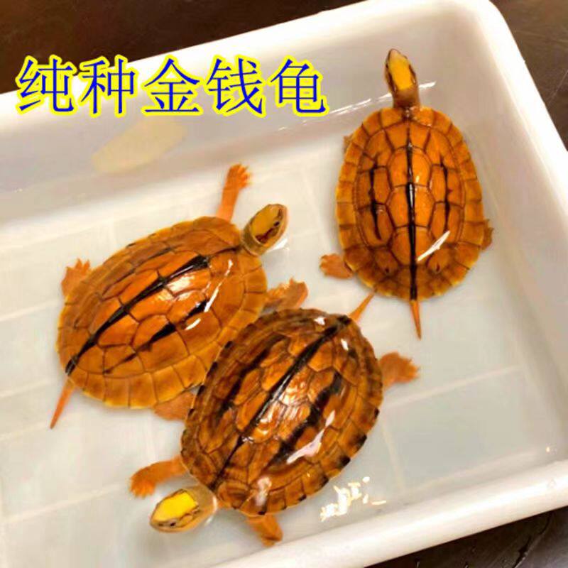 正宗纯种金钱龟招财吃菜石金钱龟龟/鳖