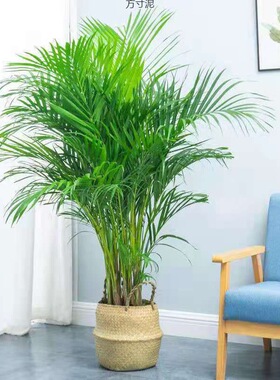 散尾葵大型绿植盆栽客厅办公室内花卉富贵椰子加湿绿植厂一件