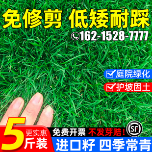草坪草籽四季常青护坡固土狗牙根庭院矮生地毯草皮绿化黑麦草种子