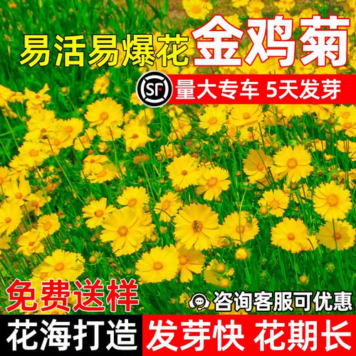 金鸡菊花种子庭院室外花海种子