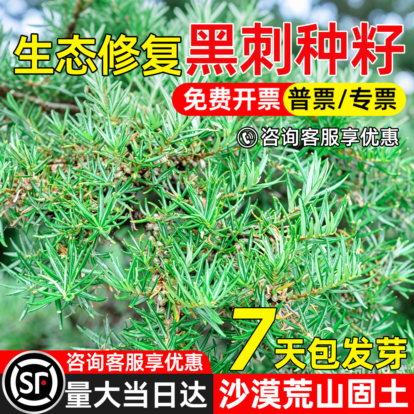 黑刺种子耐旱矿山边坡绿化灌木籽