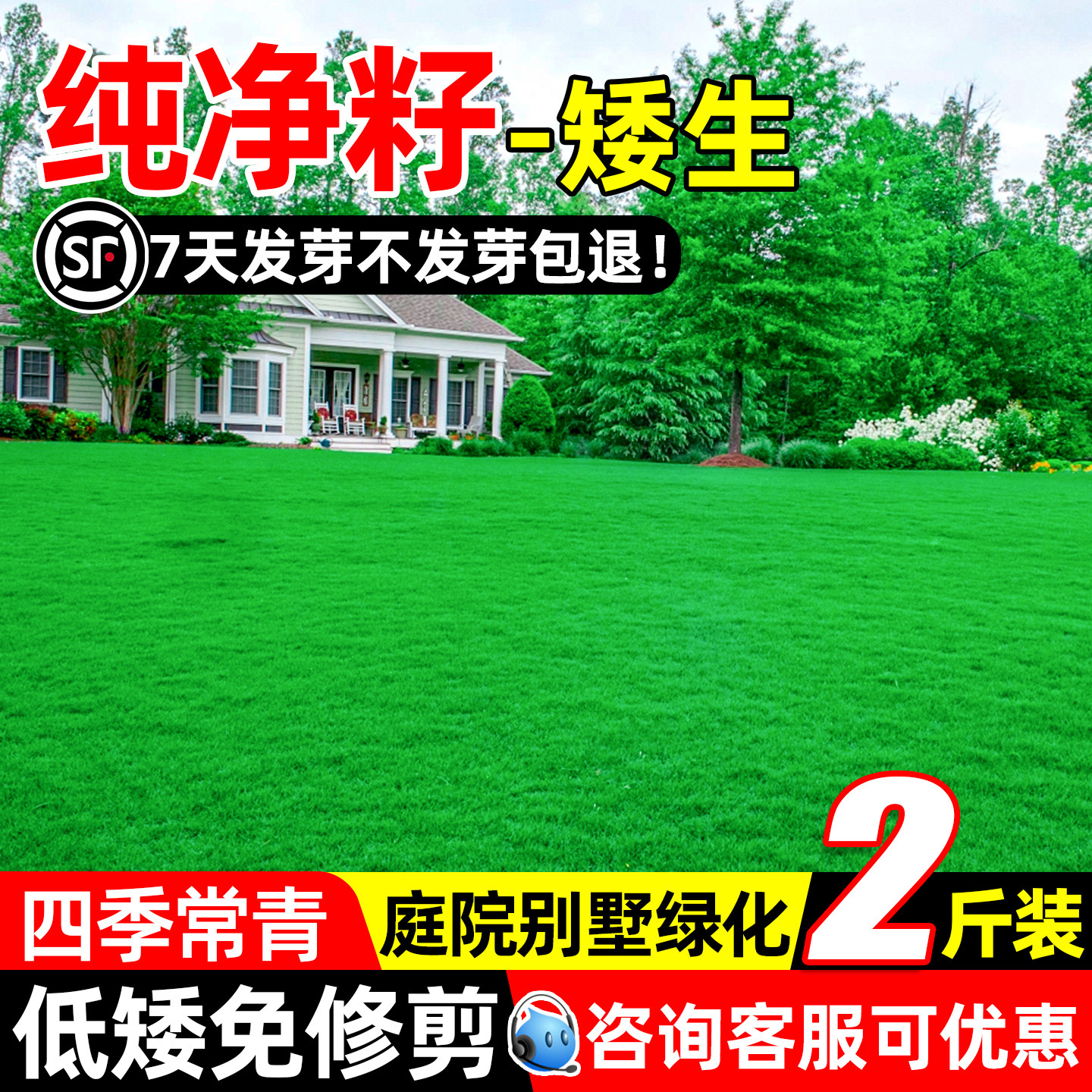 草坪草籽四季常青矮生庭院草种子