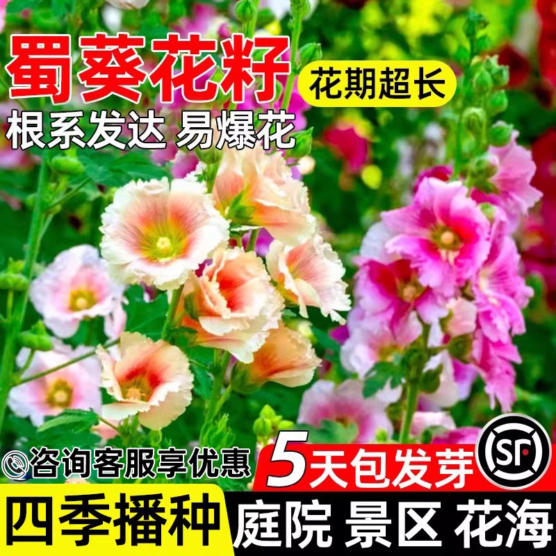蜀葵花种子四季播种庭院别墅美化