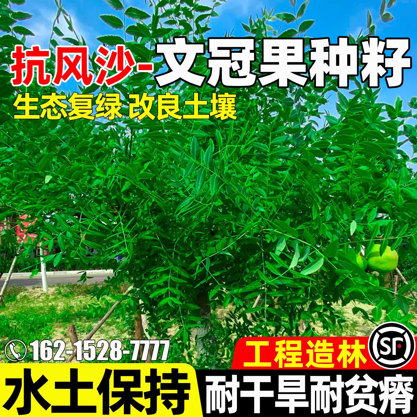 文冠果生态复绿土壤改善工程造林
