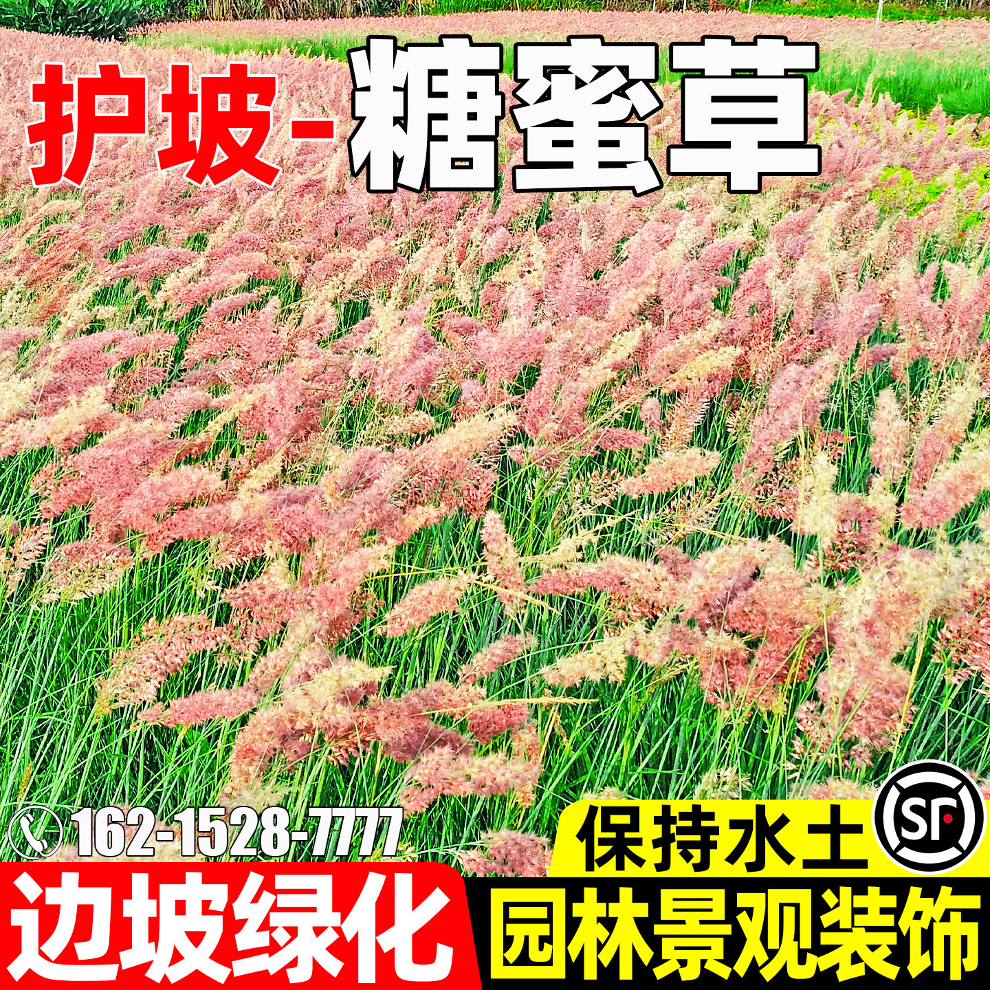 糖蜜草护坡固土边坡绿化水土保持
