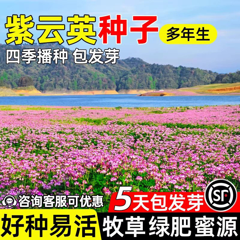 紫云英牧草高产观赏牧草果园绿植