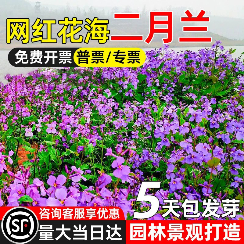 二月兰花籽室外盆栽园林景区打造