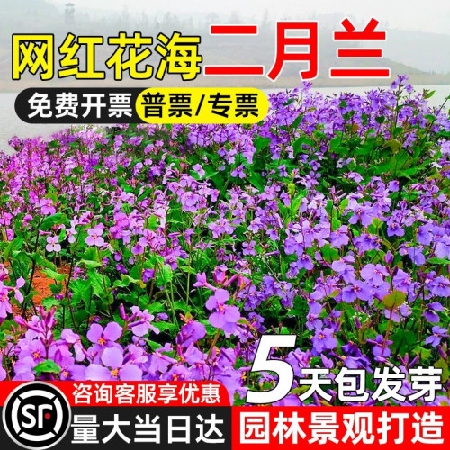 二月兰花籽室外盆栽园林景区打造