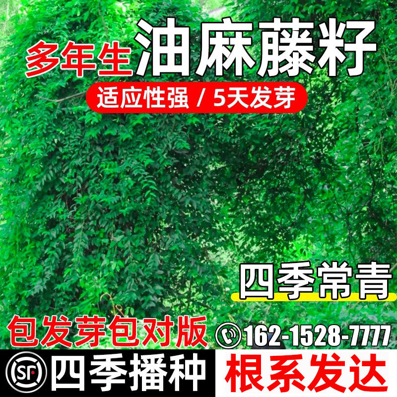 油麻藤种子工程绿化护坡固土耐寒