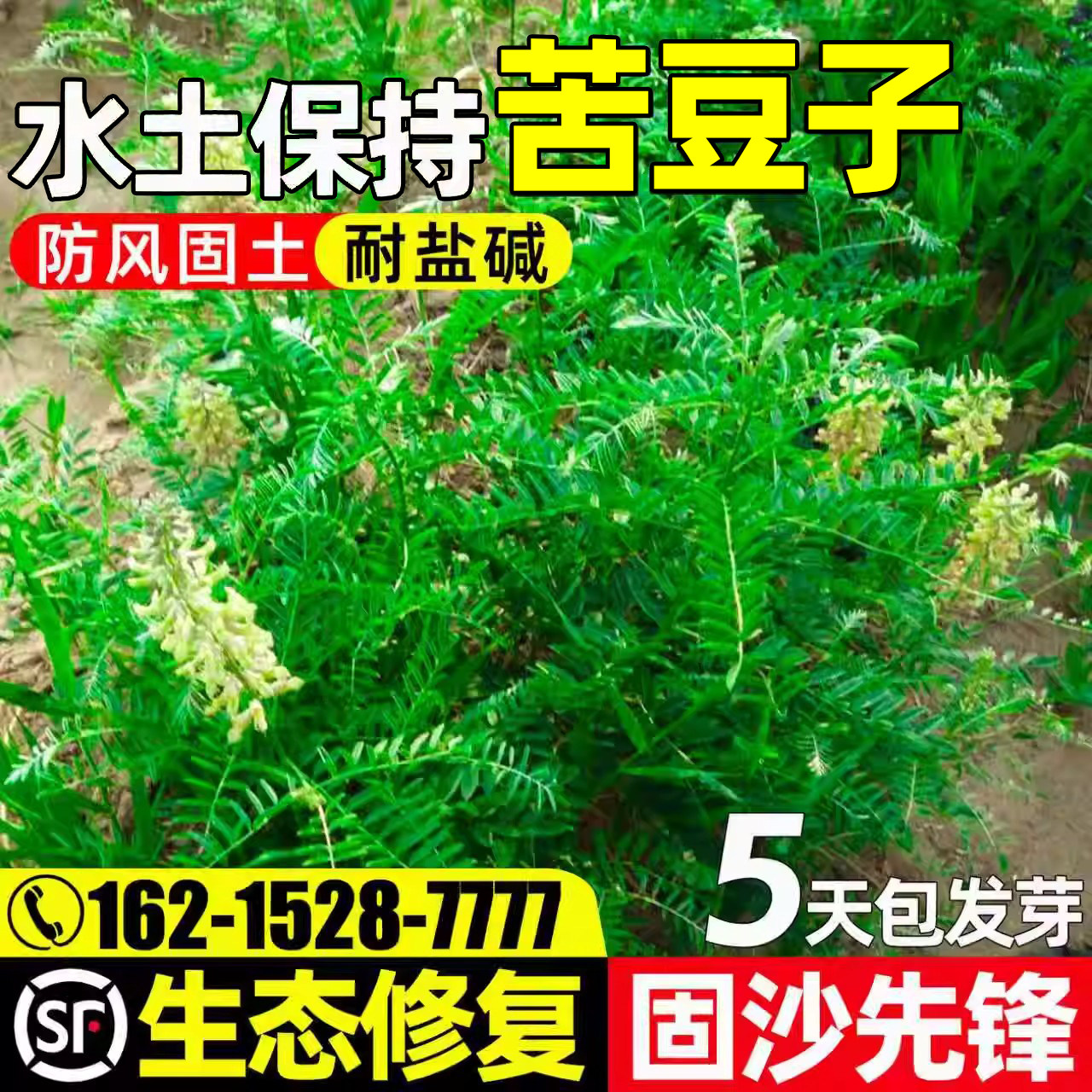苦豆子水土保持生态复绿改良土壤