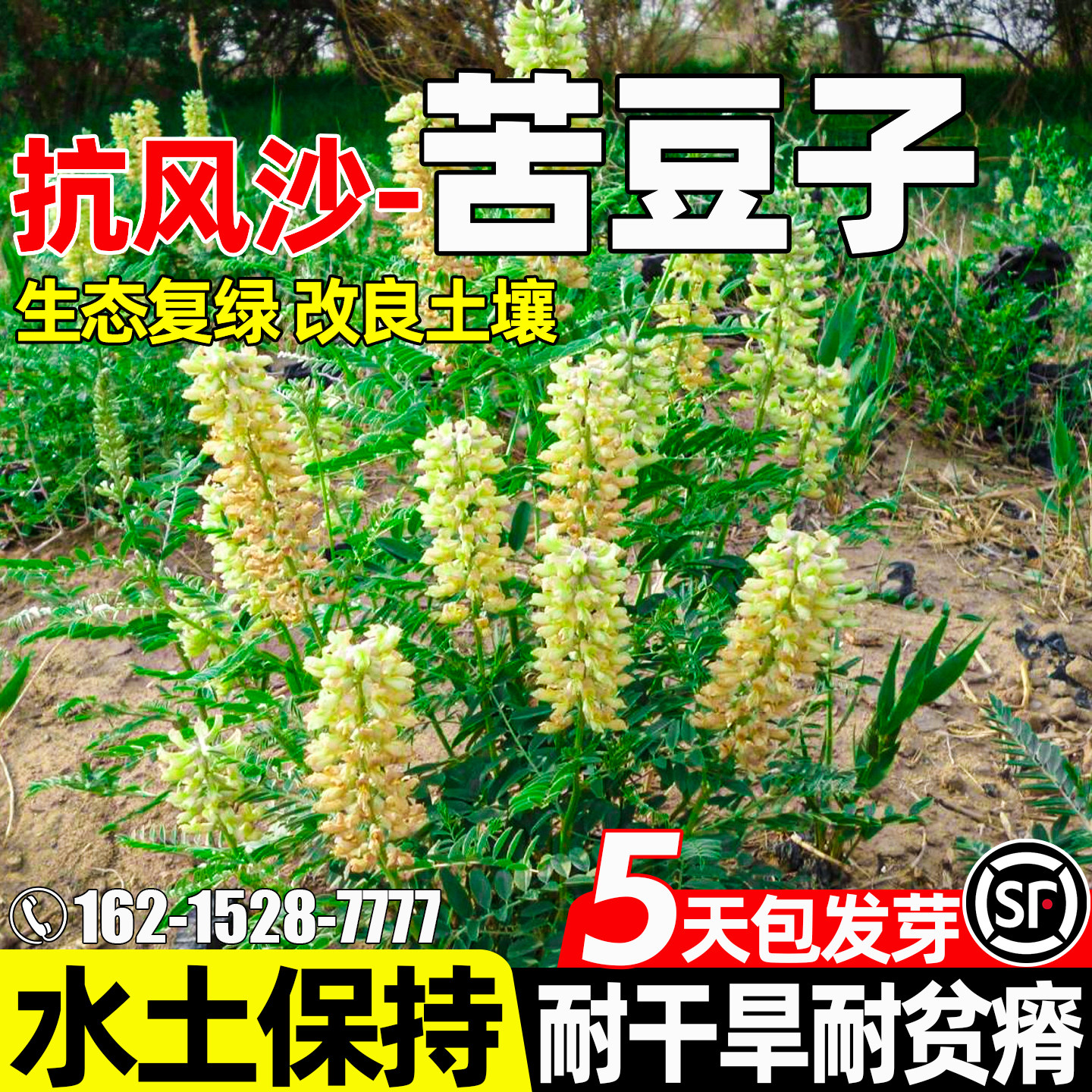 苦豆子生态修复护坡固土荒漠复绿
