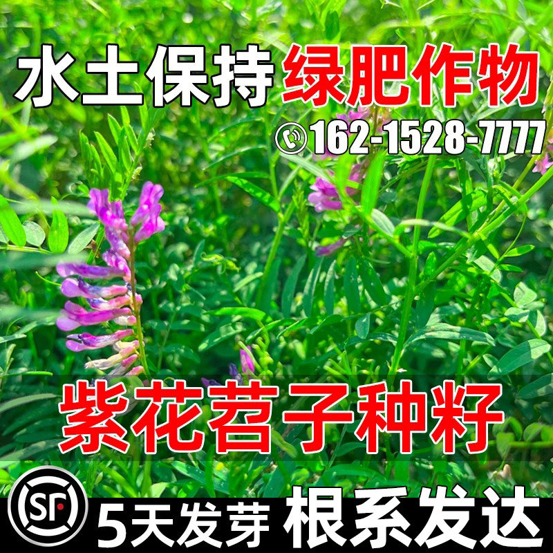 紫花苕子果园绿肥牧草种子毛苕子