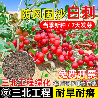 白刺种子护坡防风固沙工程绿化