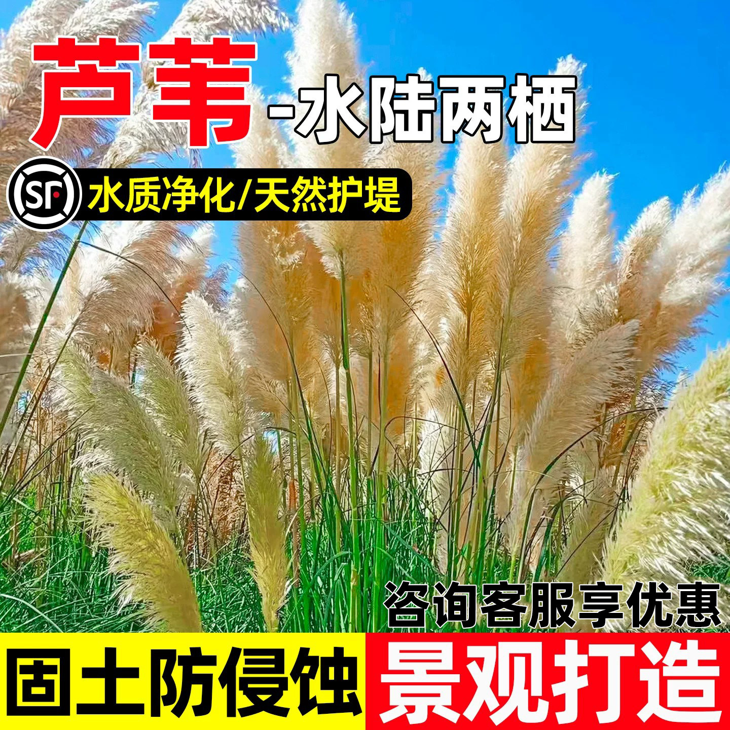 芦苇水质净化景观打造护坡固土