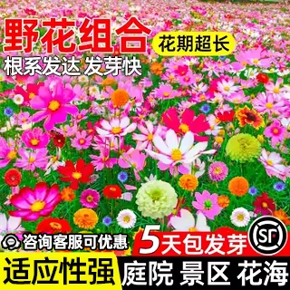 野花组合耐寒耐旱庭院景区花海