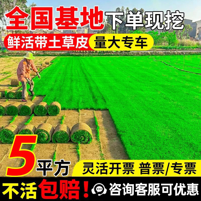 四季常青果岭草带土真草坪马尼拉