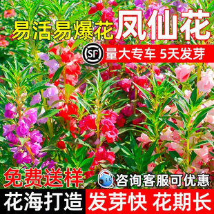 凤仙花种籽四季种植公园庭院花海景观打造耐旱野花组合花种子