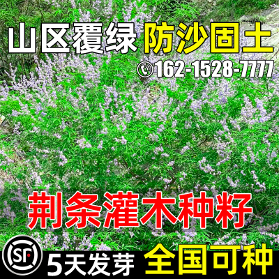 荆条种子山区复绿防沙固土林木