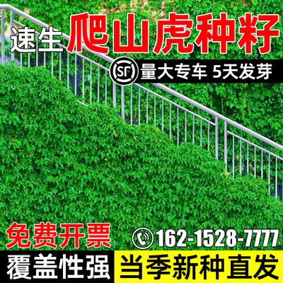 爬山虎爬藤植物四季护坡固土