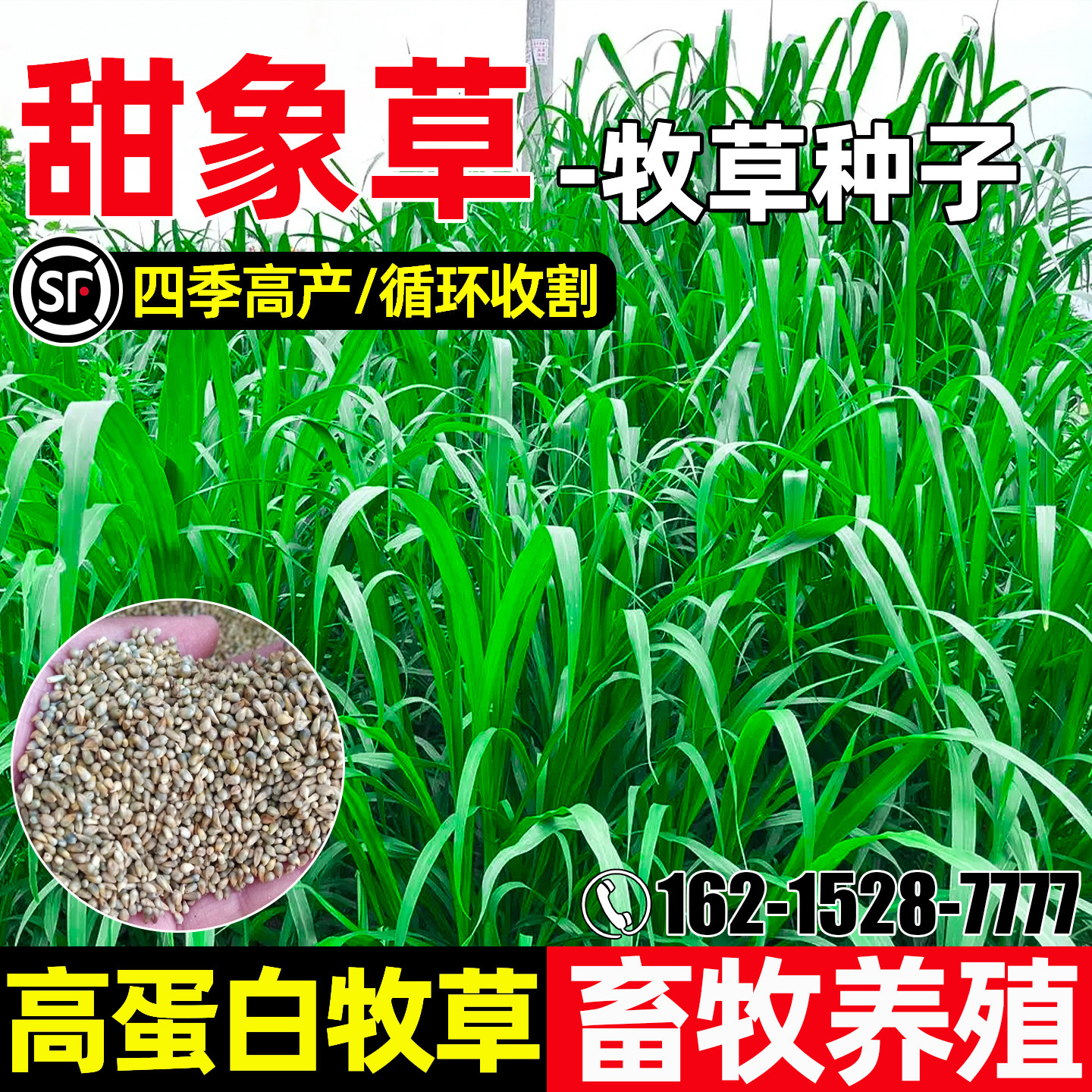 甜象草种籽高蛋白畜牧养殖牧草种子四季高产多茬收割猪牛羊马喜食