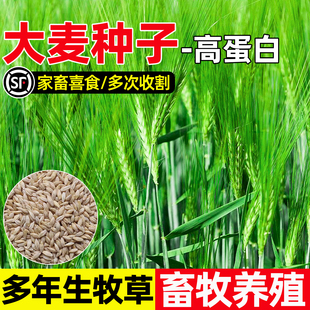 大麦种子耐寒耐旱耐贫瘠四季高产高蛋白家禽喜食多茬收割牧草种籽