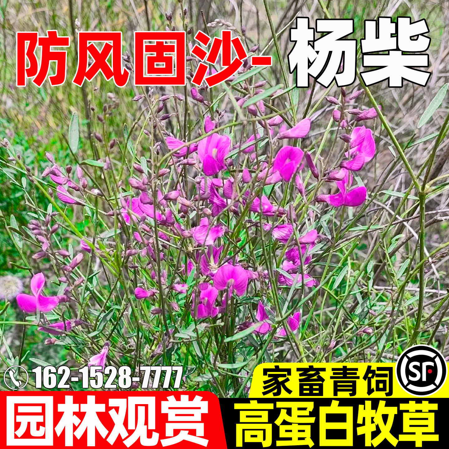 杨柴防风固沙草籽园林观赏多年生