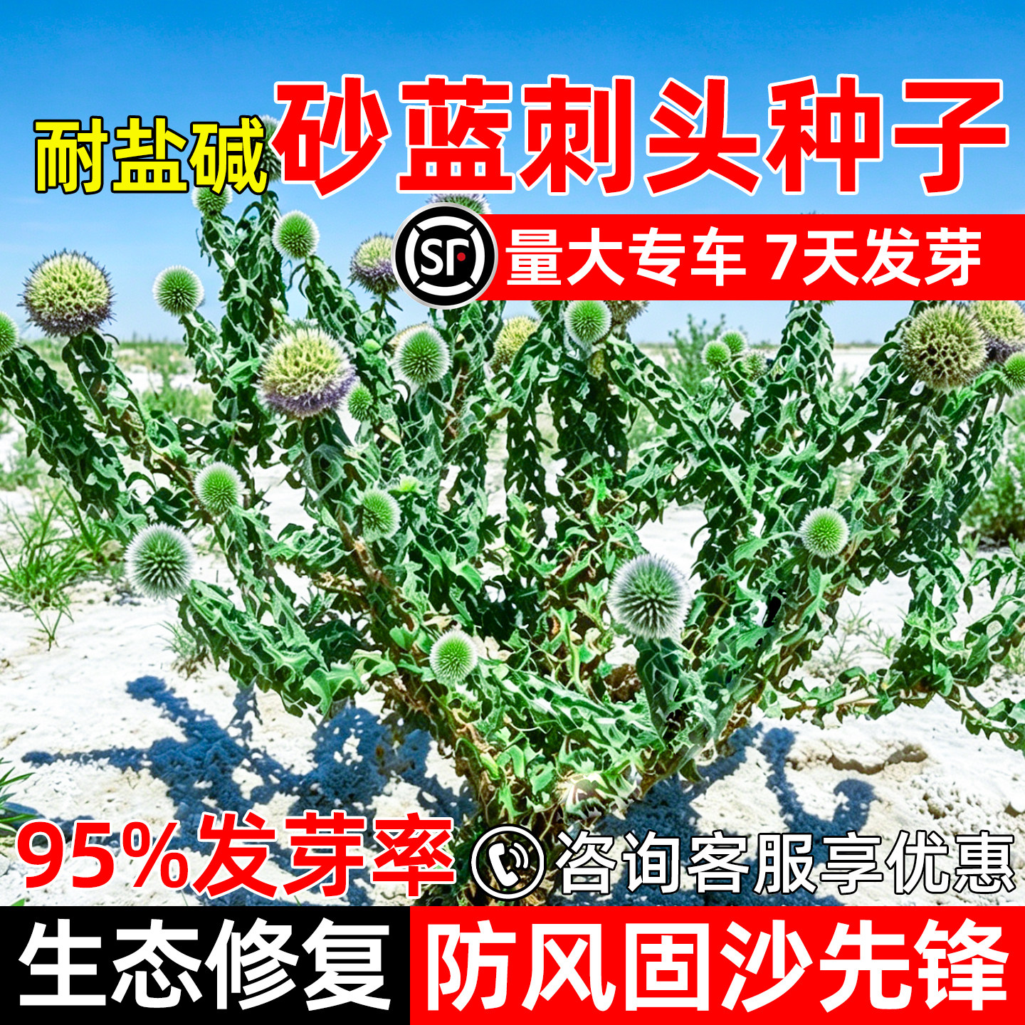 砂蓝刺头种子耐盐碱护坡固土草籽