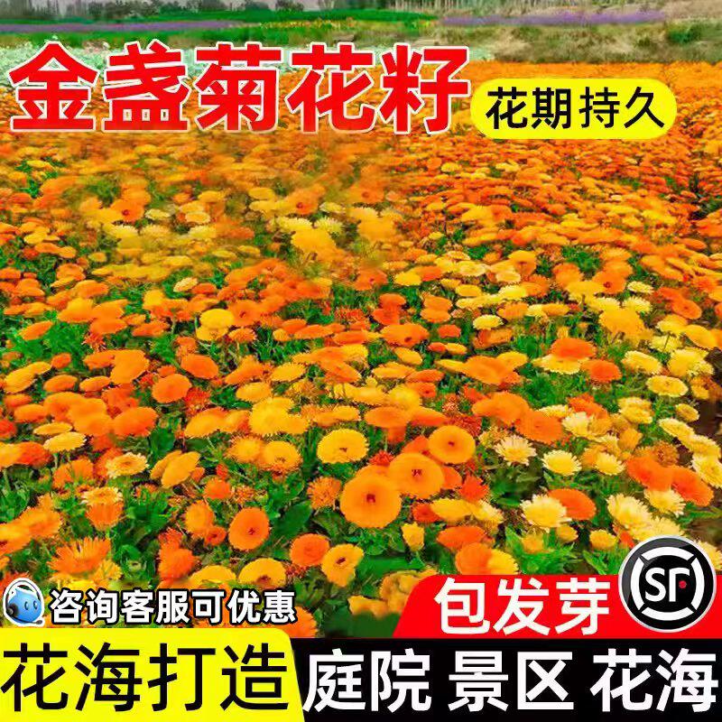 金盏菊花籽景区花海庭院别墅景观