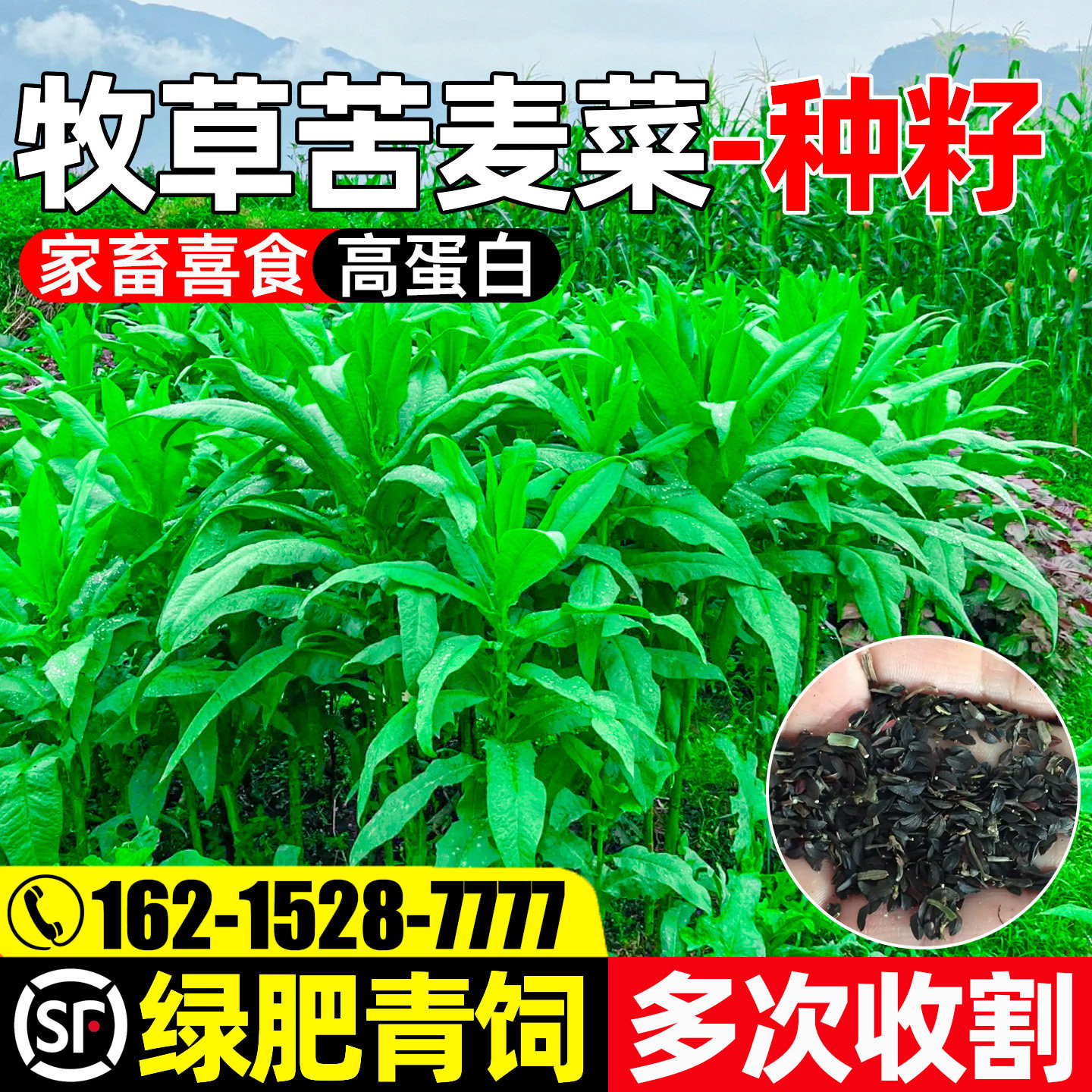 苦麦菜四季高产高蛋白畜牧养殖
