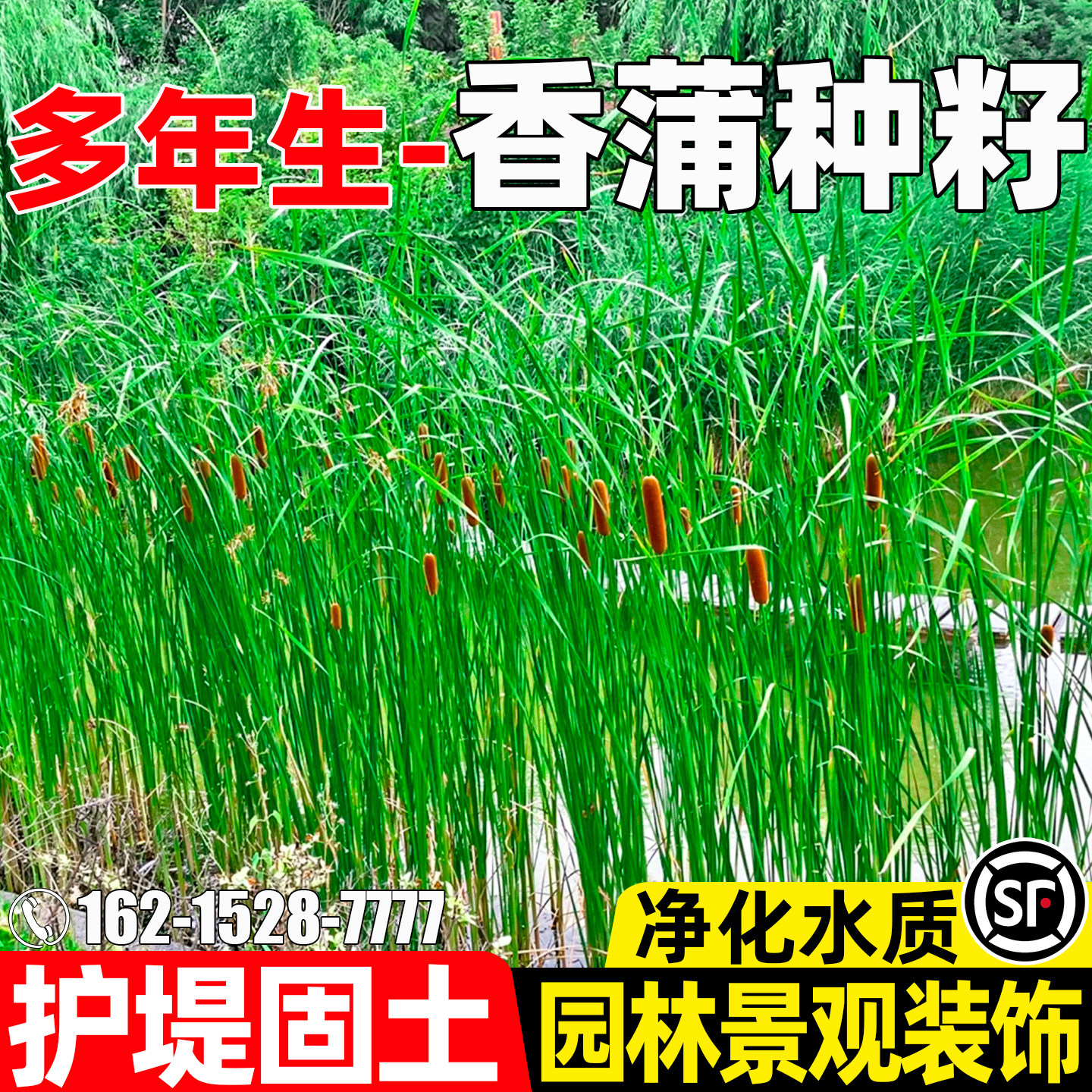 香蒲种子净化水质护坡固土草籽园林景观耐寒耐旱多年生水生草种籽