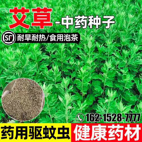艾草耐旱耐热药食两用留香多年生