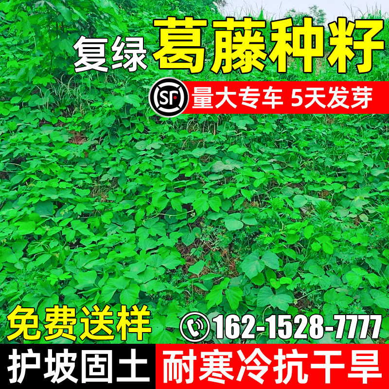 葛藤种子四季常青护坡固土草籽耐寒耐旱生态修复爬藤蔓延植物种籽