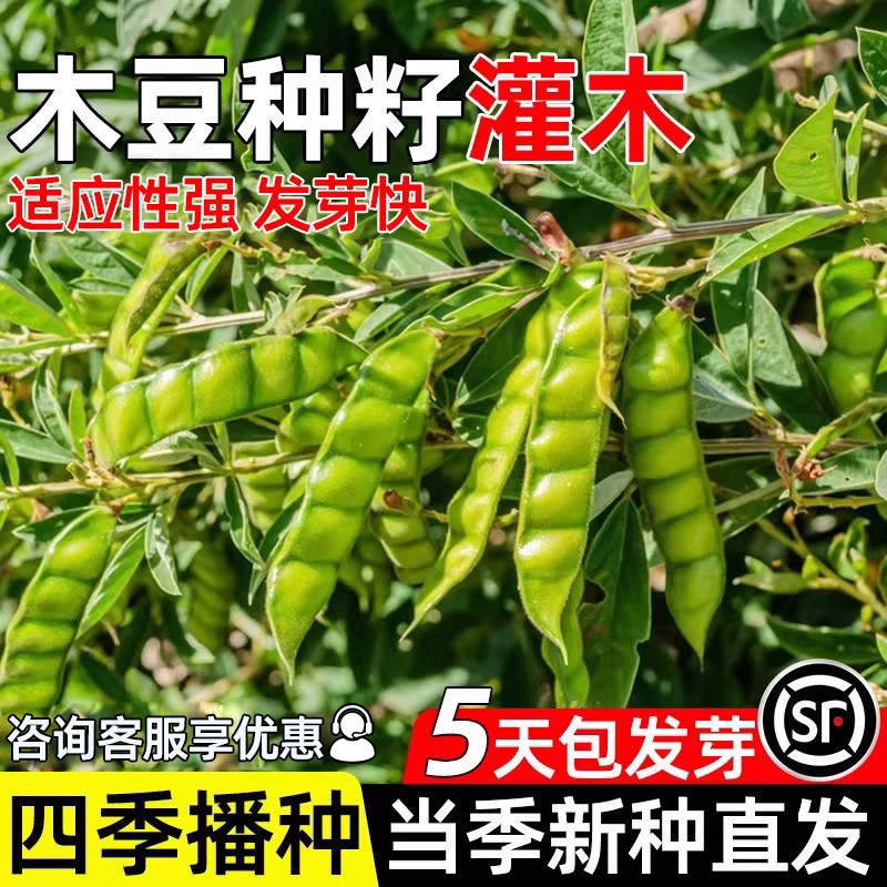 木豆种子护坡草籽灌木绿化多年生