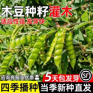 木豆种子护坡固土灌木草籽生态复绿工程绿化多年生耐寒耐旱草种籽