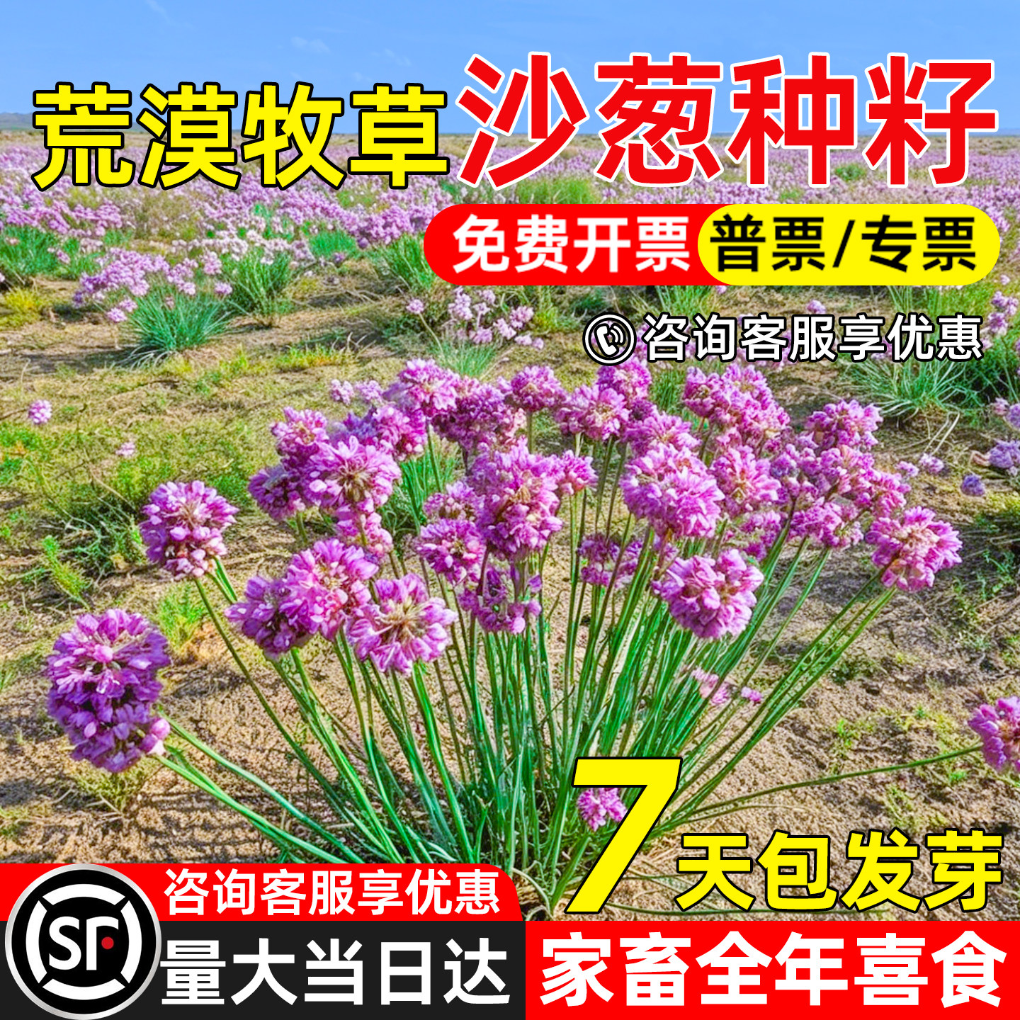 沙葱种子护坡固土生态修复工程