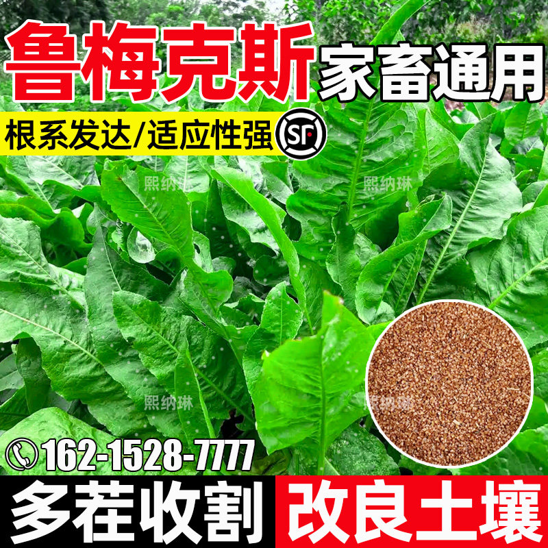 鲁梅克斯多茬收割家禽喜食高蛋白