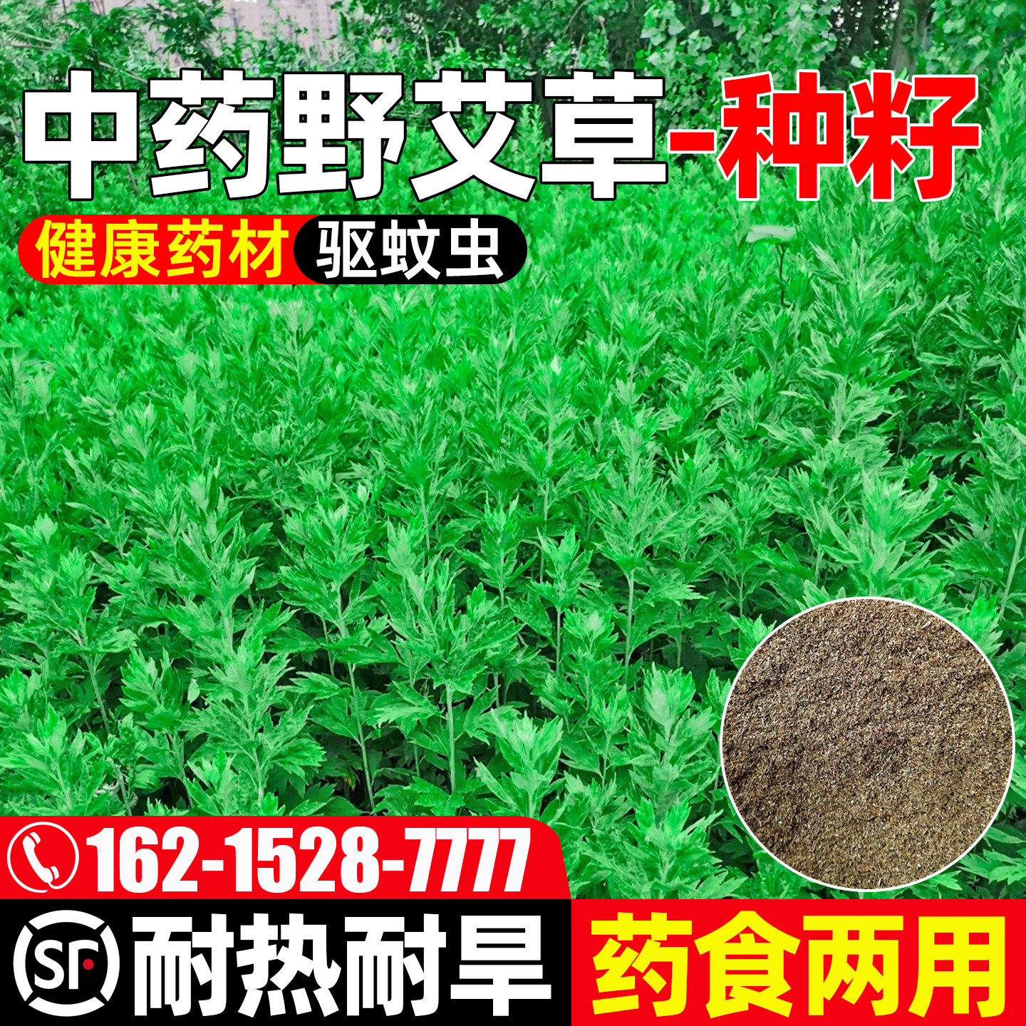 艾草种子野生艾叶驱蚊草籽食用药用艾灸养生庭院阳台盆栽四季种植