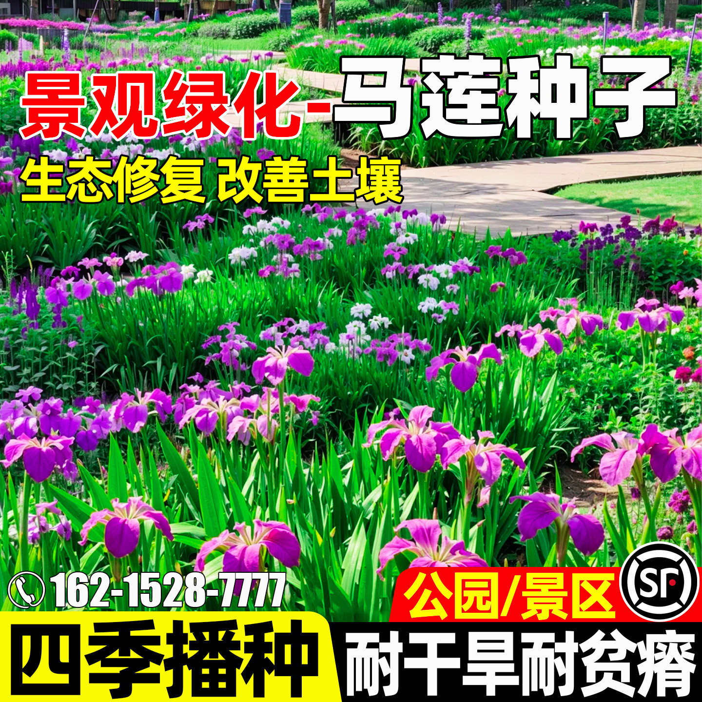 马莲花景观绿化公园景区造景观赏
