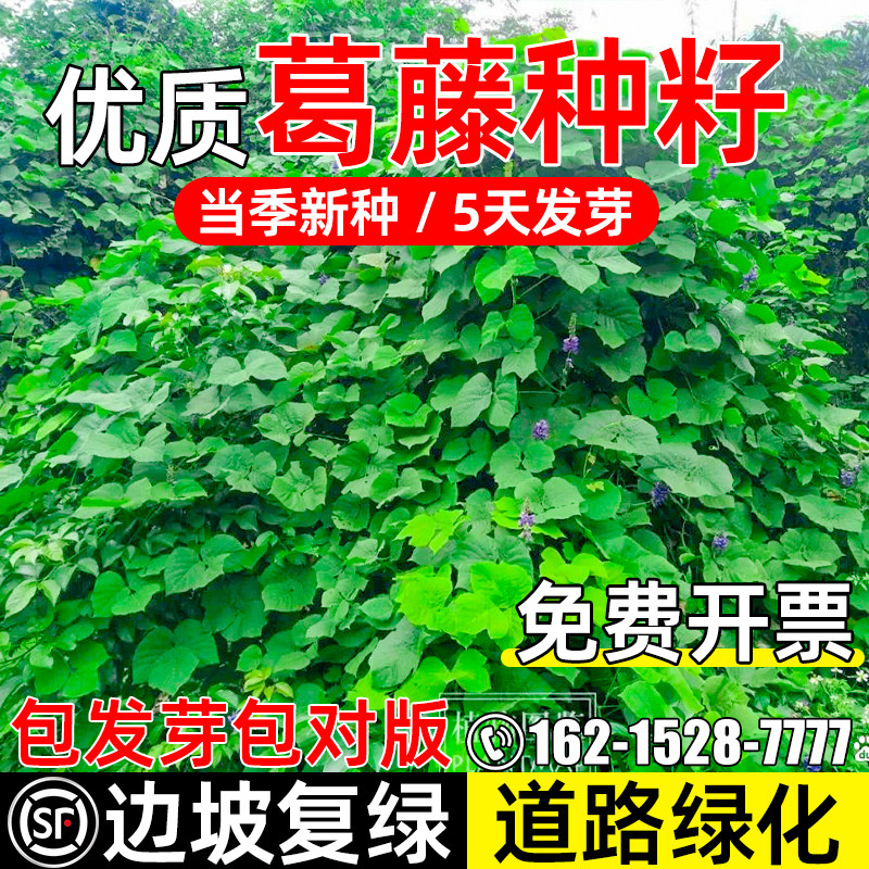 葛藤种子耐寒耐旱矿山爬藤植物