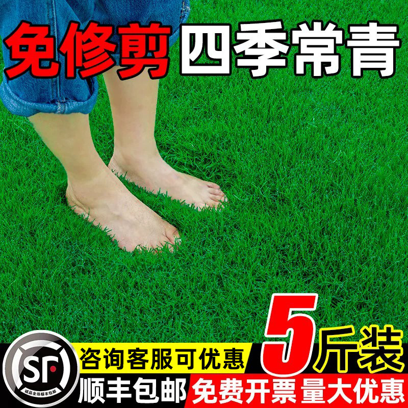 草坪草籽四季常青矮生绿化草种子