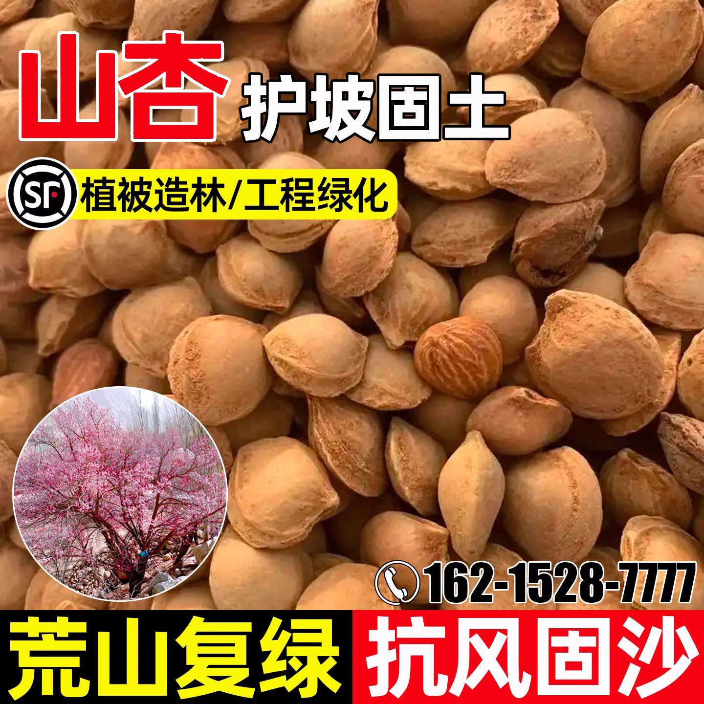 山杏种子多年生护坡固土草籽工程绿化荒山复绿杏核山杏树灌木种籽