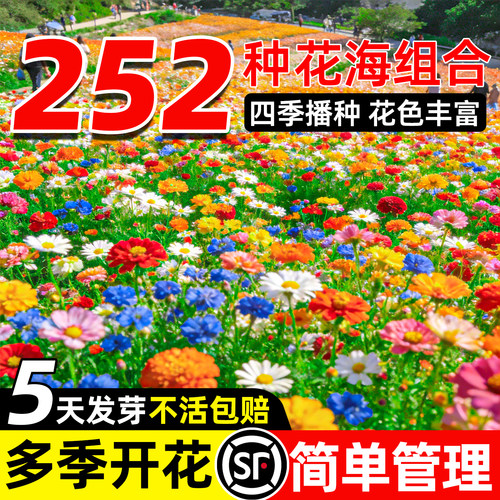 野花组合四季播种开花矮生盆栽
