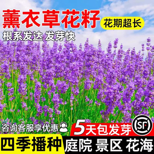 薰衣草种子四季种植庭院景区花海打造多年生花籽野花组合花卉种籽