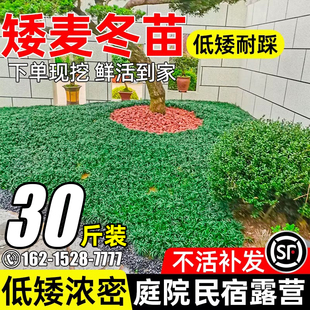 矮麦冬草耐寒别墅庭院花园绿化草坪地被植物细叶麦冬草苗沿阶草苗
